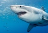 SHARK 01